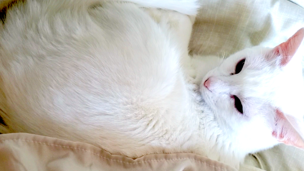 癒しの猫の寝顔動画